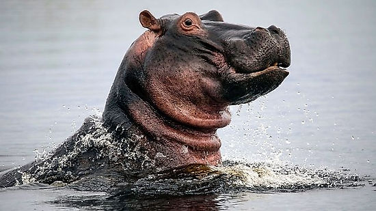 Hippos - Africa's River Giants